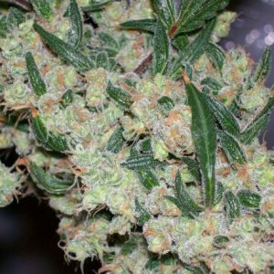 G1 Feminized Seeds  - Bulk 100
