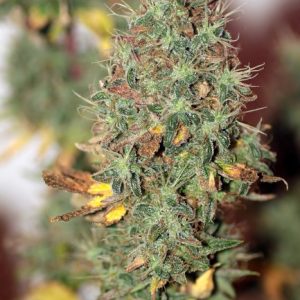 Wedding Cake Auto Feminized Seeds  - Bulk 100
