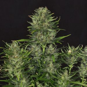 Godfather OG Auto Feminized Seeds  - Bulk 100