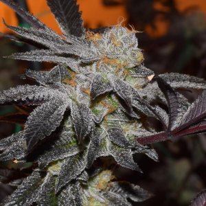 Cookies x Gorilla Auto Feminized Seeds  - Bulk 100