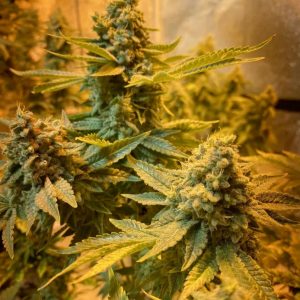 Do-Si-Dos Feminized Seeds  - Bulk 100