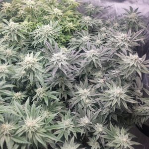 Godfather OG Feminized Seeds  - Bulk 100