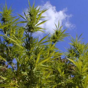 Durban Poison Feminized Seeds  - Bulk 100
