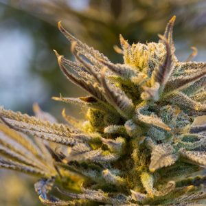 Cookies x Gorilla Feminized Seeds  - Bulk 100
