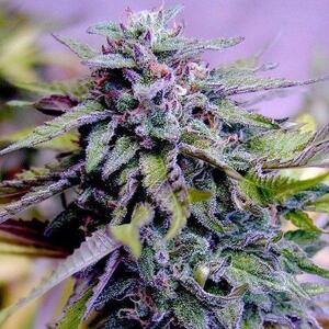 Grandaddy Purple Feminized Seeds  - Bulk 100