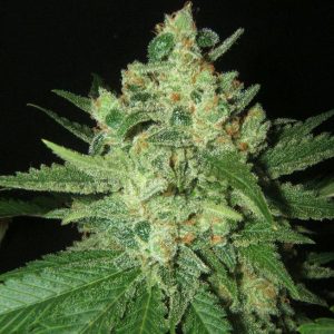 Grapefruit Feminized Seeds  - Bulk 100