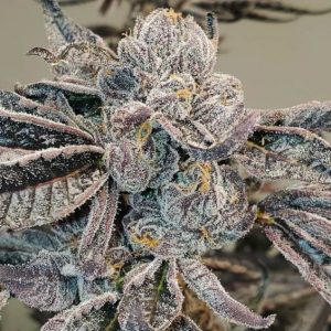 Runtz Feminized Seeds  - Bulk 100
