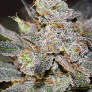 Candyland Feminized Seeds  - Bulk 100