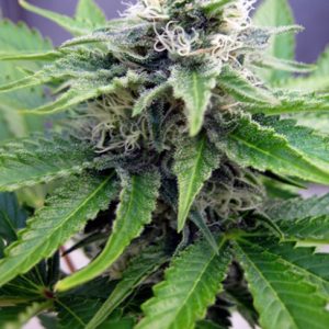 Grapefruit Auto Feminized Seeds  - Bulk 100