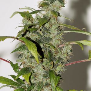 Purple Haze Feminized Seeds  - Bulk 100