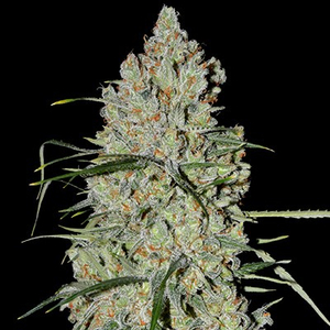Pineapple Express #2 Auto Feminised Seeds