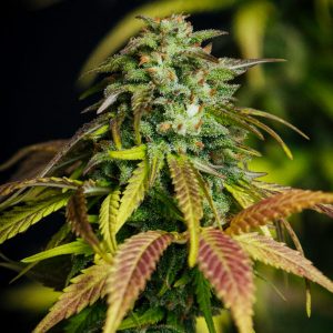 Durban Poison Auto Feminized Seeds  - Bulk 100