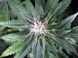 G1 Auto Feminized Seeds  - Bulk 100