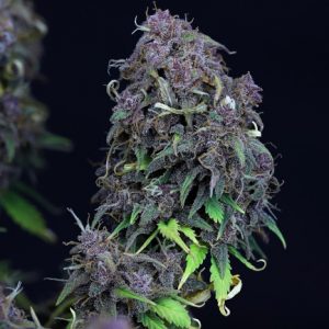 Grandaddy Purple Auto Feminized Seeds  - Bulk 100