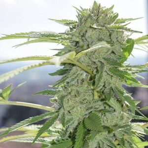 Grease Monkey Auto Feminized Seeds  - Bulk 100