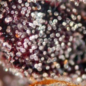 Pink Runtz Auto Feminized Seeds  - Bulk 100