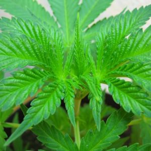 Skywalker Auto Feminized Seeds  - Bulk 100