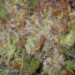 Sunset Sherbet Auto Feminized Seeds  - Bulk 100