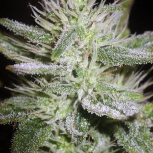 White Runtz Auto Feminised Seeds  - Bulk 100