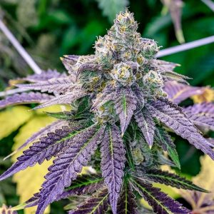 Fruity Pebbles Feminized Seeds  - Bulk 100