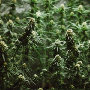 Garlic Breath Feminized Seeds  - Bulk 100