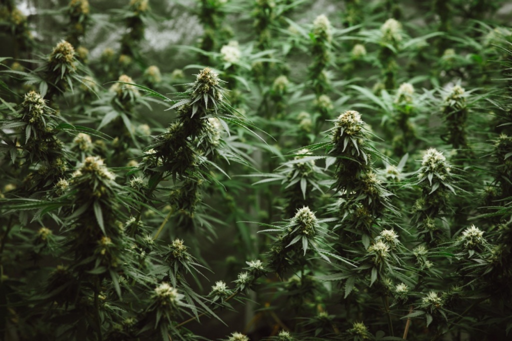 Flower bud of cannabis Satival in the greenhouse, marijuana flower bud background