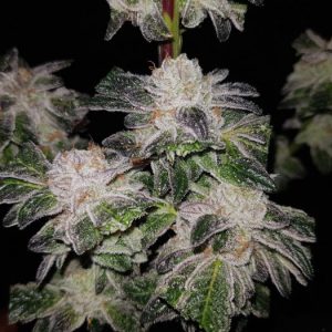 GMO Cookies Feminized Seeds  - Bulk 100