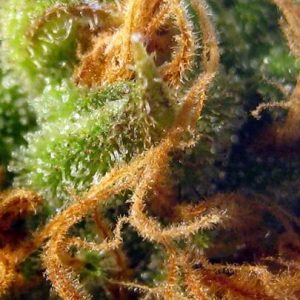 MAC 1 Feminized Seeds  - Bulk 100