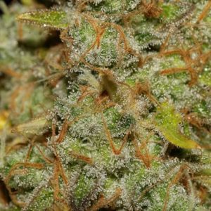 Obama Kush Feminized Seeds  - Bulk 100