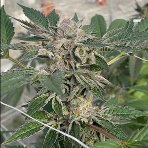 Willy's Winery Feminised Seeds
