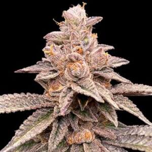 Banana Latte Feminised Seeds
