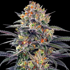 Jealous Mary Auto Feminised Seeds