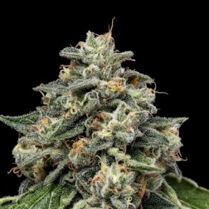 Kosher Afghan Kush Regular Seeds