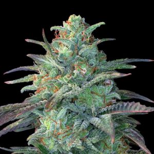 Eggnog OG Feminised Seeds