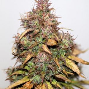Stardawg Auto Feminized Seeds  - Bulk 100