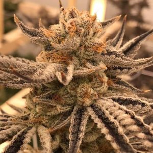 Cereal Milk Feminized Seeds  - Bulk 100