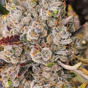 White Truffle Auto Feminised Seeds  - Bulk 100