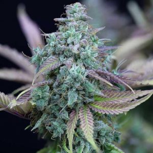 Slurricane Feminized Seeds  - Bulk 100