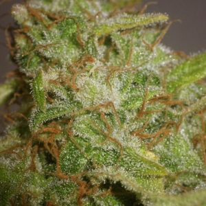 Slurricane Auto Feminized Seeds  - Bulk 100