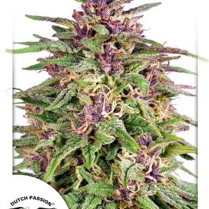 Frisian Dew Feminised Seeds