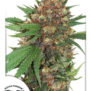 Master Kush Feminised Seeds