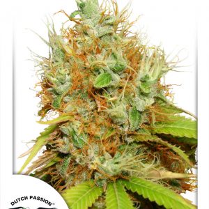 Mazar Feminised Seeds