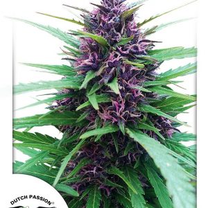 Shaman Feminised Seeds