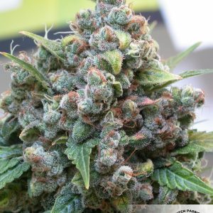 White Widow Feminised Seeds