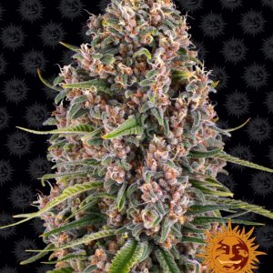G13 Haze Feminised Seeds
