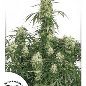 The Ultimate Feminised Seeds