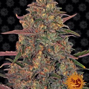 Pineapple Chunk Feminised Seeds