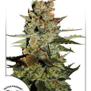 Blueberry Auto Feminised Seeds