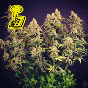 Lemon Auto Feminised Seeds