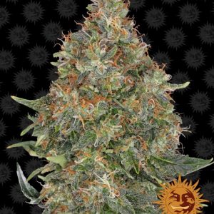 Pineapple Express Auto Feminised Seeds